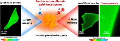 Intrinsic Photoluminescence of Solid-State Gold Nanoclusters: Towards Fluorescence Lifetime Imaging of Tissue-Like Phantoms Under Two-Photon Near-Infrared Excitation